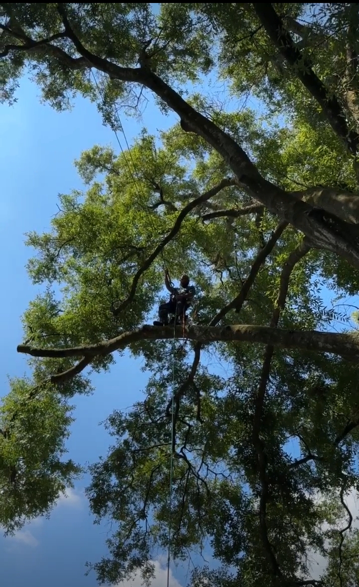 Arborist in hard hat positioned deep in the tree canopy