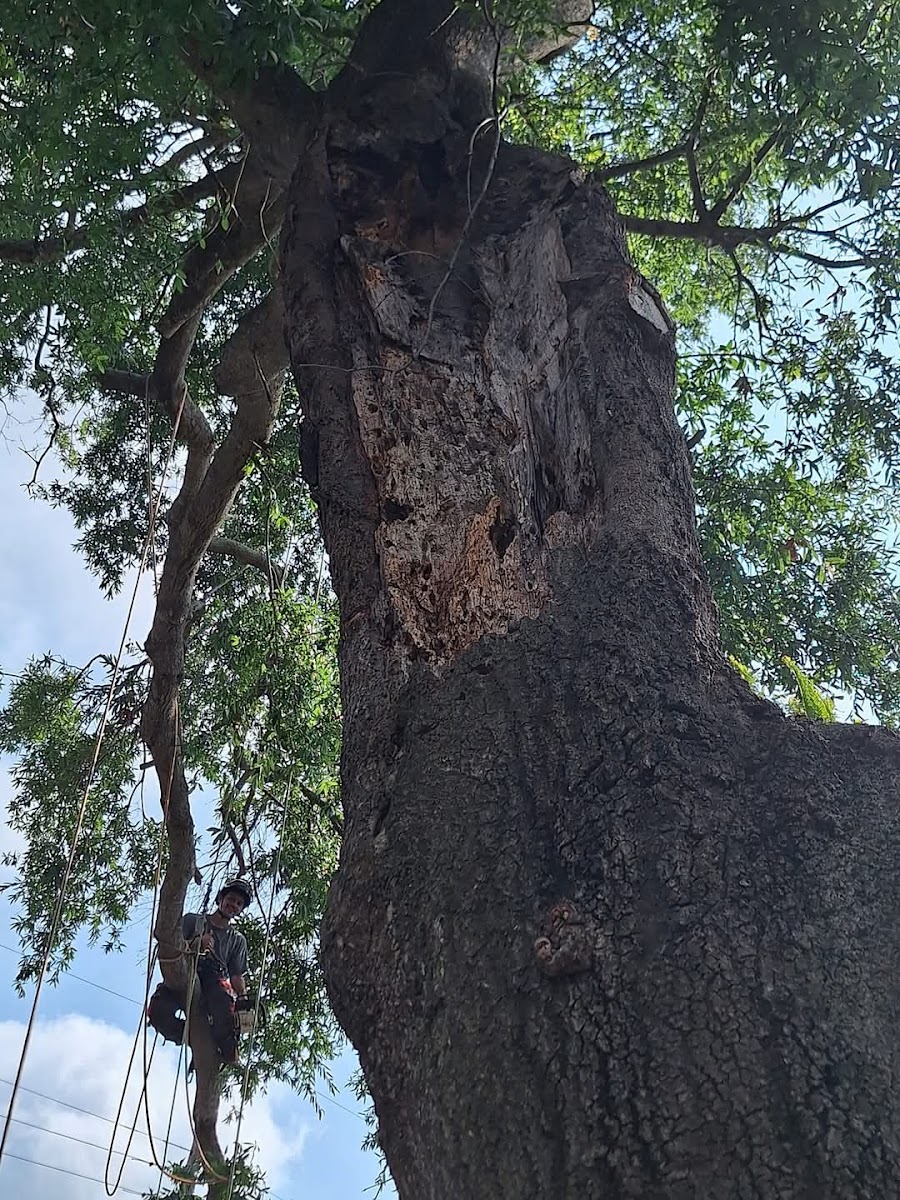 Climber with chainsaw assessing a large hazardous tree