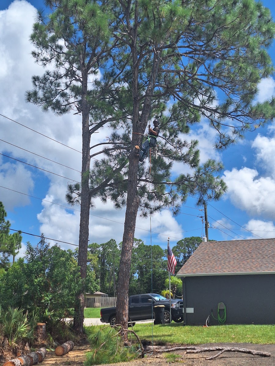Pine climb with hard hat and ropes
