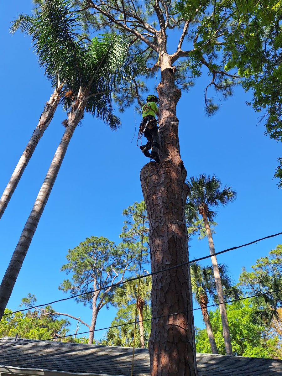 Joseph in a Koda Tree Care shirt and yellow hard hat