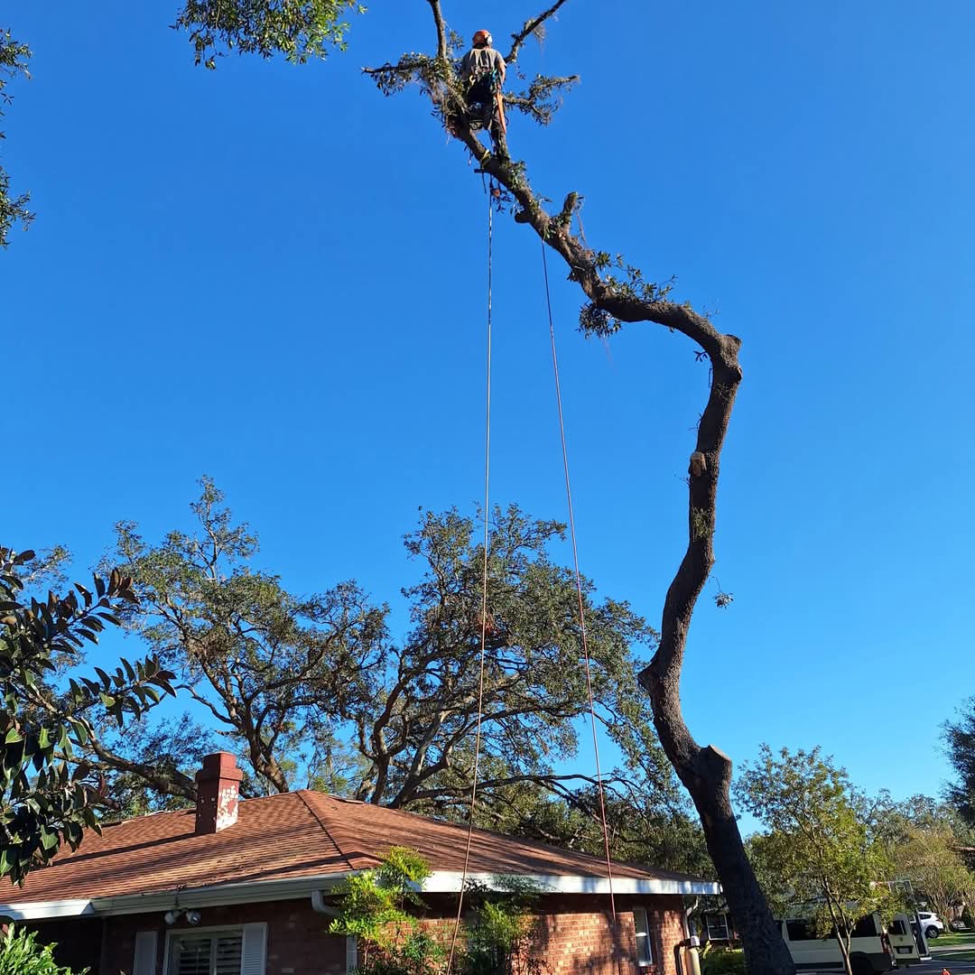 Residential tree removal with hard hat