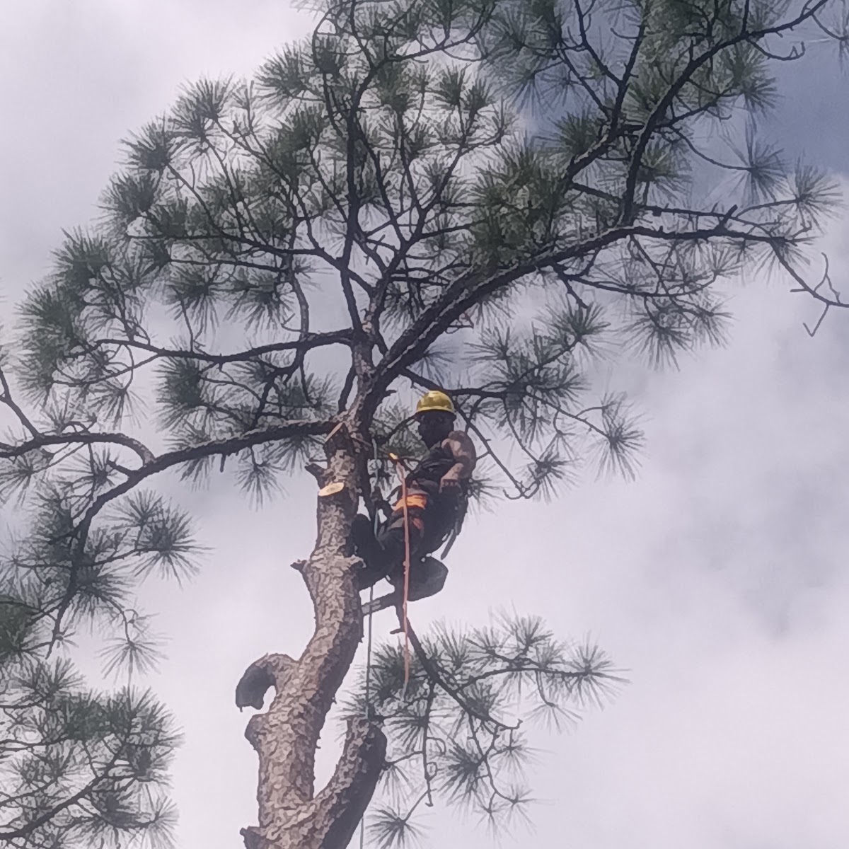 Climber in a yellow hard hat working high in a pine